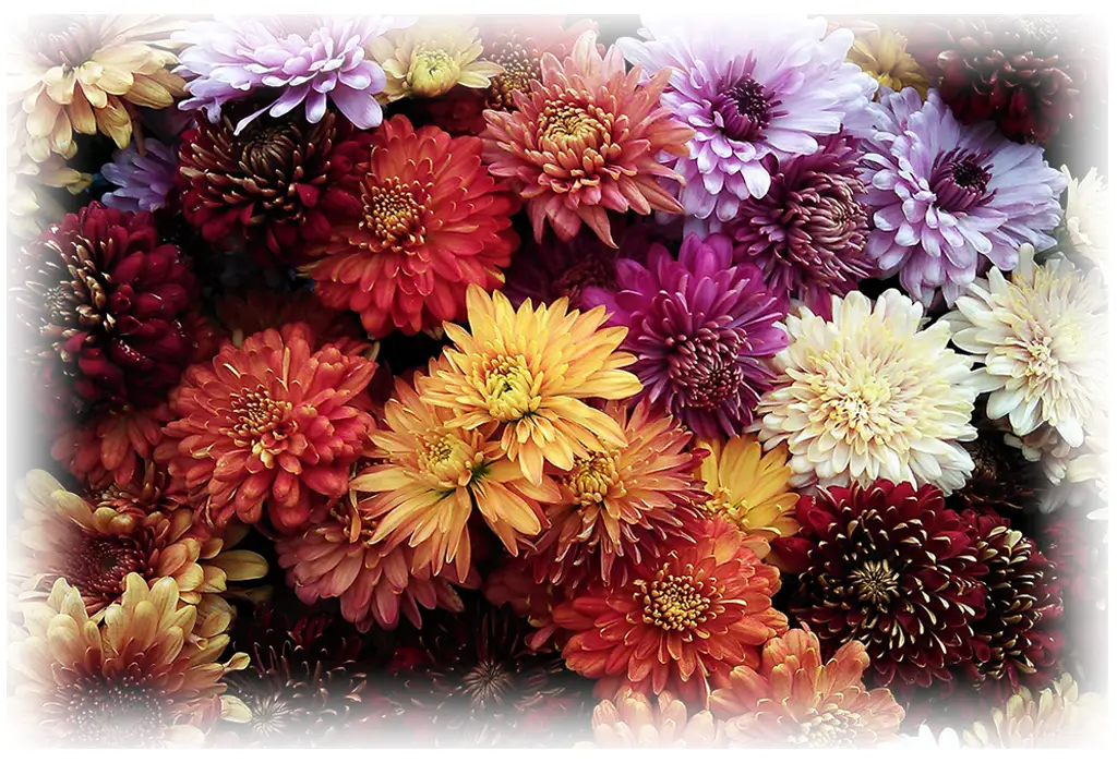 Close-up of fall mums for the Fall Flower Give Away from Brett Furman Group